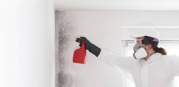 Best Commercial Mold Removal  in USA